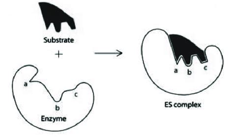 The Induced fit model The biocatalytic property of enzymes has... | Download Scientific Diagram