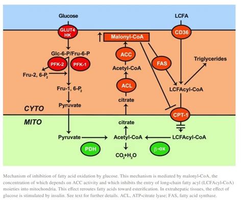 The Randle Cycle - How Fats and Carbs compete for Oxidation [Review] - 4 - Fig.5 Randle ...