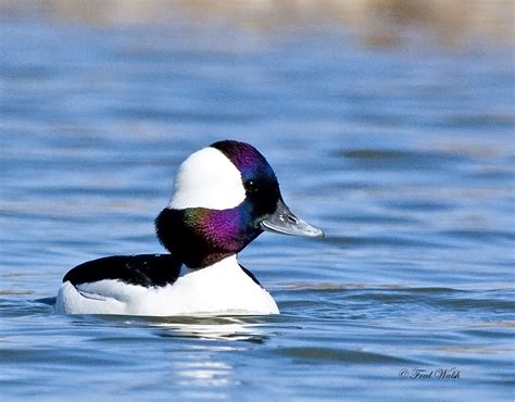 fred walsh photos: Bufflehead Duck, male