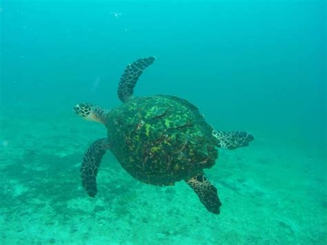 Snorkeling in the Pearl Islands - Panama Casco Viejo