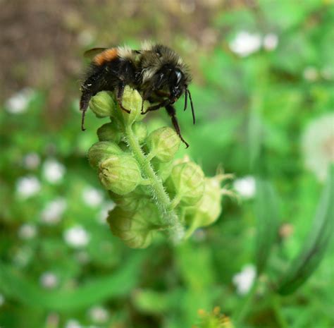 Researchers Identify ‘Color Switch’ Gene in Black-Tailed Bumblebees ...