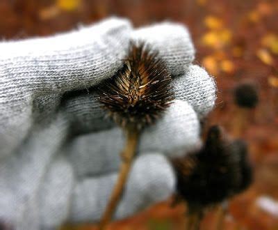 Coneflower: How To Propagate Coneflower Using Seeds or Division | Butterfly garden plants ...