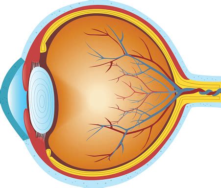 Cross Section Of The Human Eye