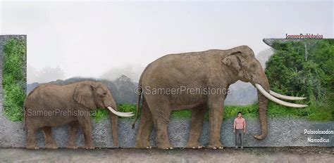 Palaeoloxodon Namadicus Size by SameerPrehistorica on DeviantArt