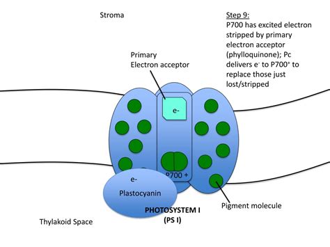 PPT - P680 PowerPoint Presentation, free download - ID:8906110