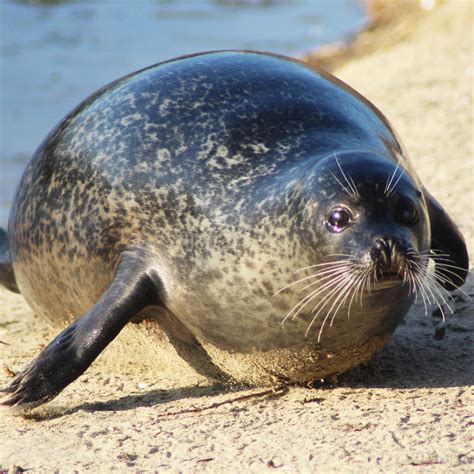 Adopt a Harbor Seal – Oceana Marine Wildlife Adoption and Gift Center