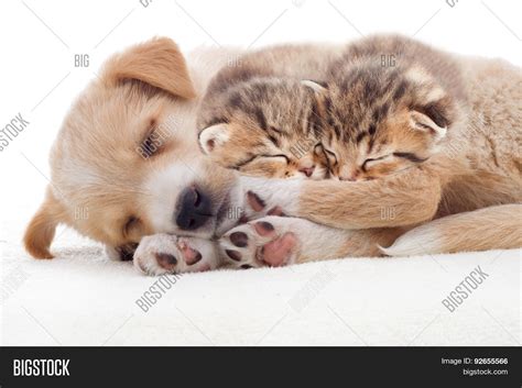 Puppy Kittens Sleeps Image & Photo (Free Trial) | Bigstock