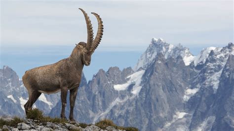 The Alps: Ibex. Mount Blanc. Photographed by Eve & Fab Photography. [1500 x 844] • /r/AnimalPorn ...