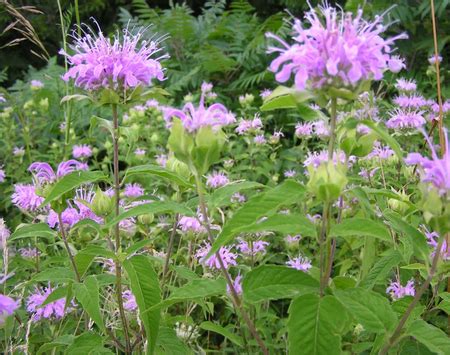 Bergamot Plant