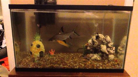 10 gallon fish tank - hetyarmor