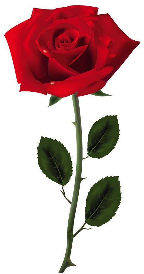 Red Rose PNG Art Picture | Gallery Yopriceville - High-Quality Images and Transparent PNG Free ...