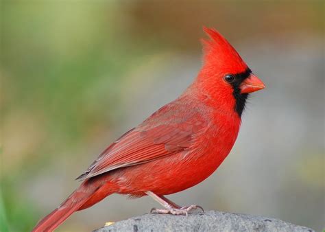 Songbirds: North Carolina's State Bird-How to Identify the Northern ...