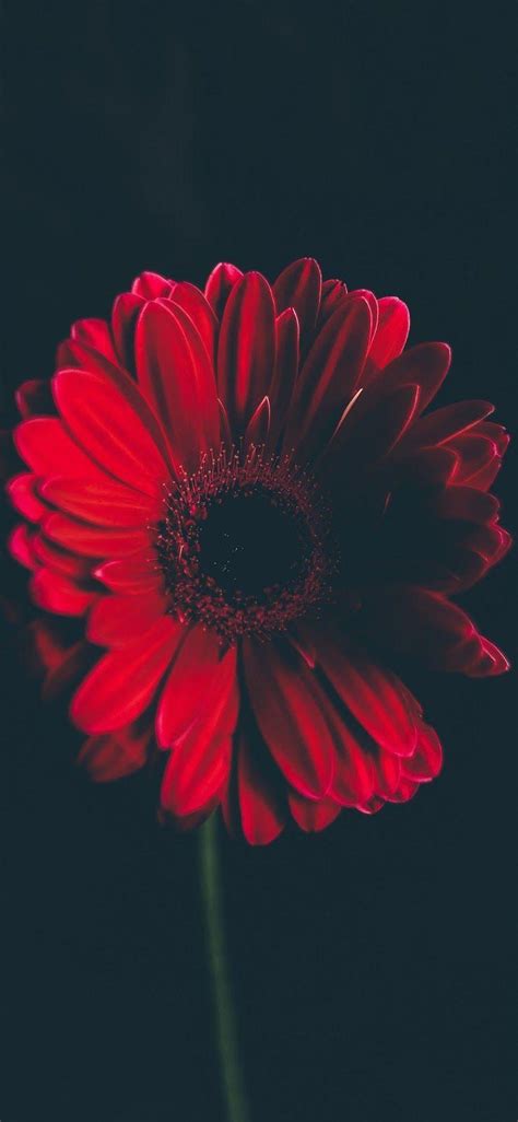 Red Flower Wallpapers - Top Free Red Flower Backgrounds - WallpaperAccess