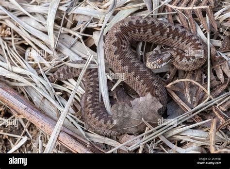 Viper baby hi-res stock photography and images - Alamy