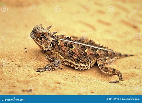 Texas Horned Lizard stock image. Image of striped, reptile - 85117999