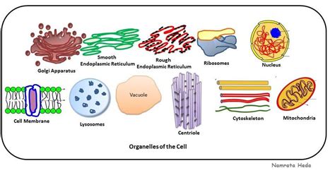 B for Biology: Cell Organelles Dicoverers | Organelles, Cell organelles ...