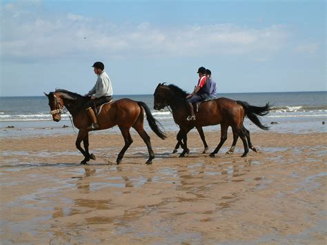 Horse riding on the beach 2 Free Photo Download | FreeImages