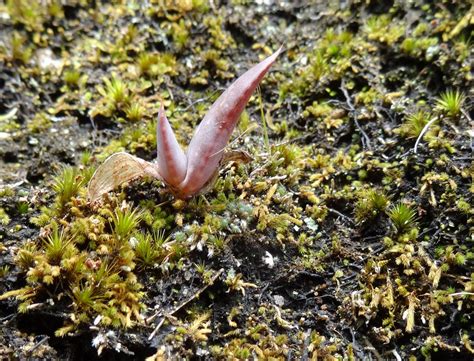 Growing Succulents From Seed – Learn About Succulent Seed Propagation