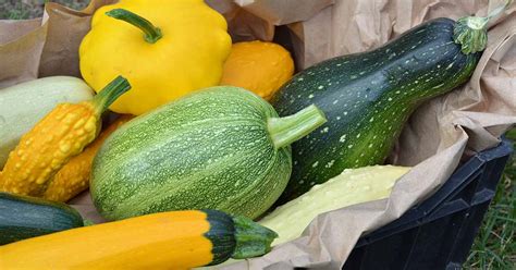 Garden Squash Varieties | Fasci Garden