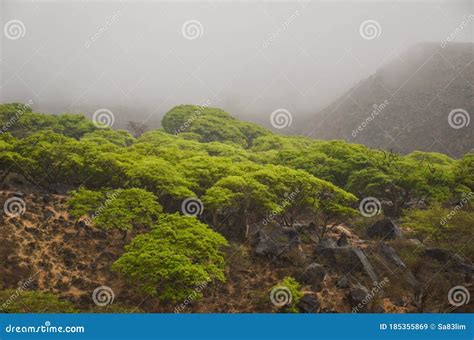 Salalah Khareef Monsoon Season Stock Image - Image of coastal, khareef ...