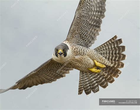 Grey peregrine falcon flying with wings outstretched in blue sky, close ...