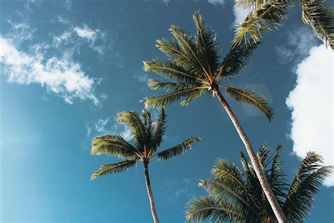 California Palm Trees Wallpaper (48+ images)