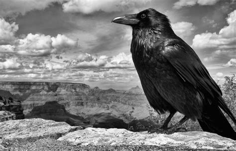 Lisa's World: 10 Fascinating Facts About Ravens