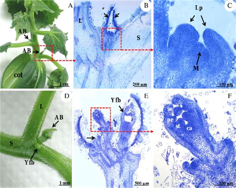 Histological analysis of leaf axils in young plants of monoecious... | Download Scientific Diagram