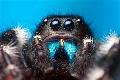 Bold Jumper | Phidippus Audax (male) | Patrick Zephyr Photography