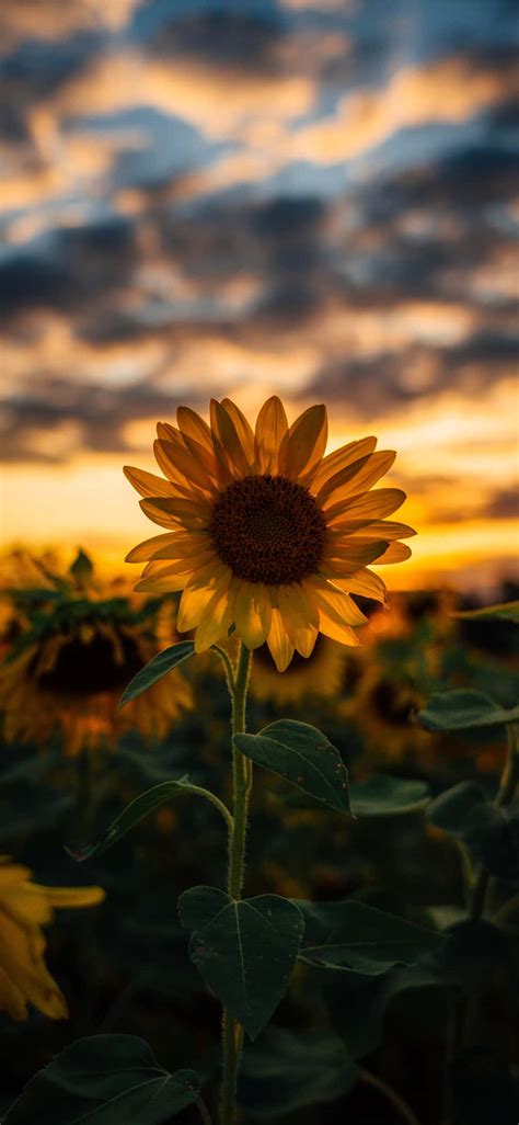 Download Enjoy the beauty of a sunflower with this sunflower aesthetic ...