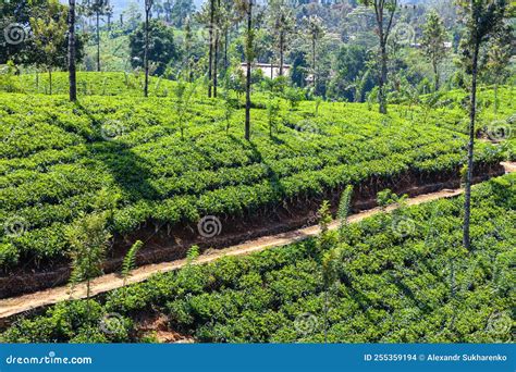 Path through Dense Green Tea Plantations of Sri Lanka Island Stock ...