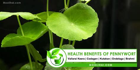 17 Possible Health Benefits of Pennywort (Gotu Kola)