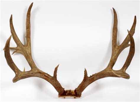 TROPHY MULE DEER ANTLERS