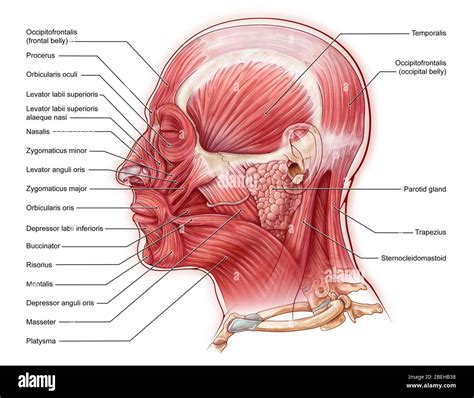 Occipital Belly Of Occipitofrontalis