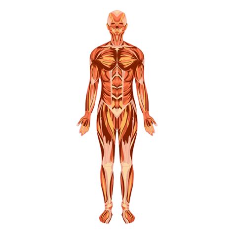 Anatom A Del Sistema Muscular Del Cuerpo Humano M Sculo Png | The Best ...