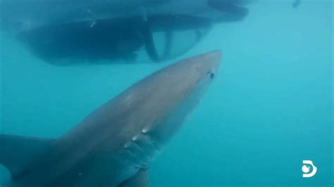 Shark Week: Man Hides in Decoy Whale as Great White Attacks | Inside Edition