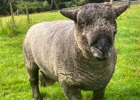 Coloured Ryeland Sheep For Sale | SellMyLivestock - The Online ...