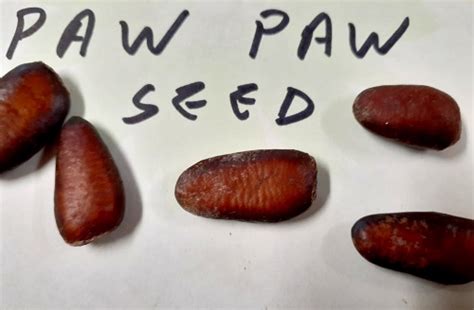 Paw Paw Tree Seeds | Burnt Ridge Nursery & Orchards-Burnt Ridge Nursery