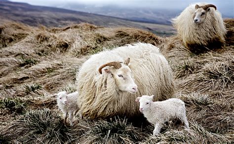 North, Icelandic sheep breed, description, photos