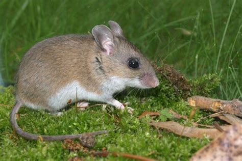 Cute Baby Field Mouse Diet - Upstart