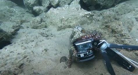 Cutest baby octopus steals diver’s camera and refuses to give it back