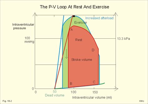 New Human Physiology Ch 18