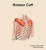 The rotator cuff muscle of the shoulder