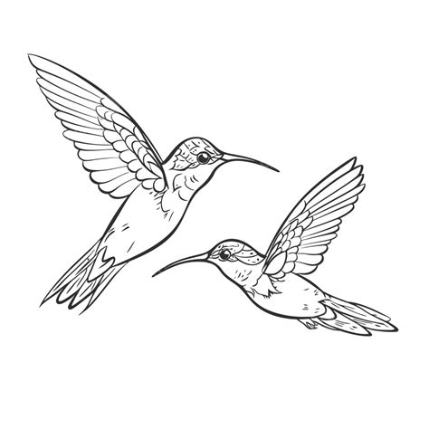 Drawing Of An Illustration Of Hummingbirds Flying Outline Sketch Vector ...