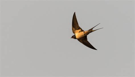 Barn Swallow Behavior Shift May Be Evolutionary | CALS