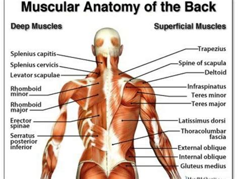 Back Anatomy « MedicineBTG.com