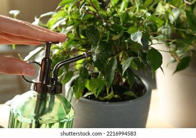 219 Water Mister For Plants Images, Stock Photos & Vectors | Shutterstock