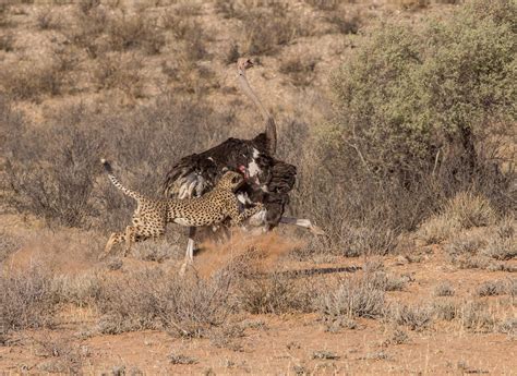 Cheetahs are the most prolific predators of adult ostriches due to ...