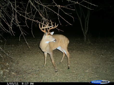 Live Deer | Wildlife Cams | Deer Camera | Deer Cam | Game Glide | Deer Sled | Deer Drag | Deer ...