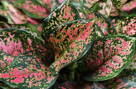 Ide 24+ Red Leaf Aglaonema Care